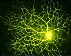 Retinalcell capture light of a moment in time to be ingraved in the mind´s Momory.