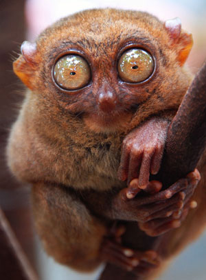Ojos nocturno de un Tasier para ver en la oscuridad