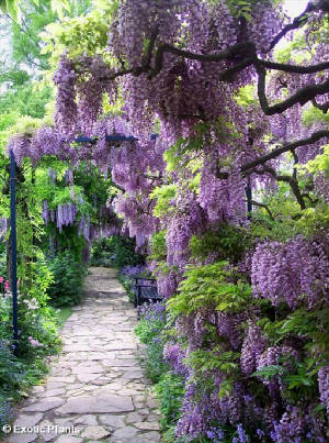Wisteria sinensis