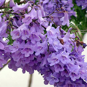 jacaranda mimosifolia in flower