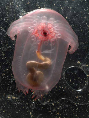 Yes, life is translucent and iridescent.