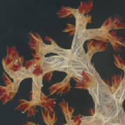 Soft Coral - If it move by itself it is alive
