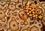 camouflaged creatures