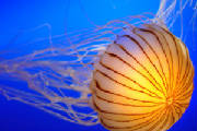 Water world a jellyfish beauty