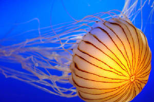 Water world a jellyfish beauty
