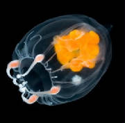 Waterworld translucent jellyfish