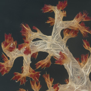 Soft Coral - If it move by itself it is alive