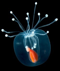 Waterworld - Translucent hydromedusa
