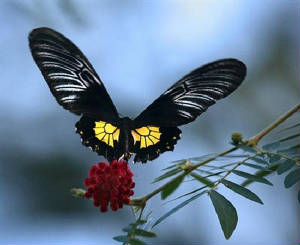 Butterfly black yellow