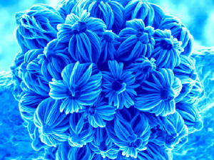 Boquet of flowers on a Nano scale